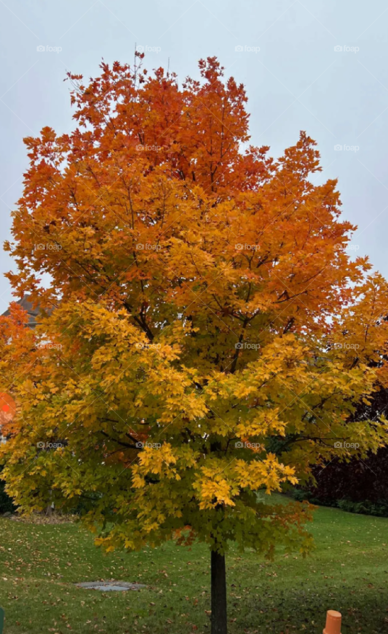 Autumn leaves beauty