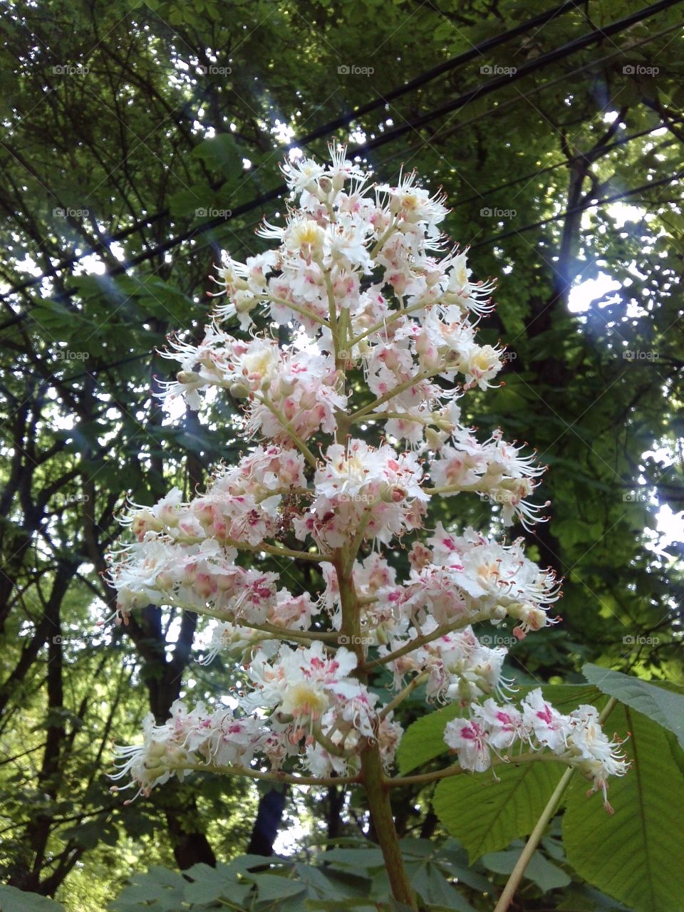 Chestnut tree. in spring flowers