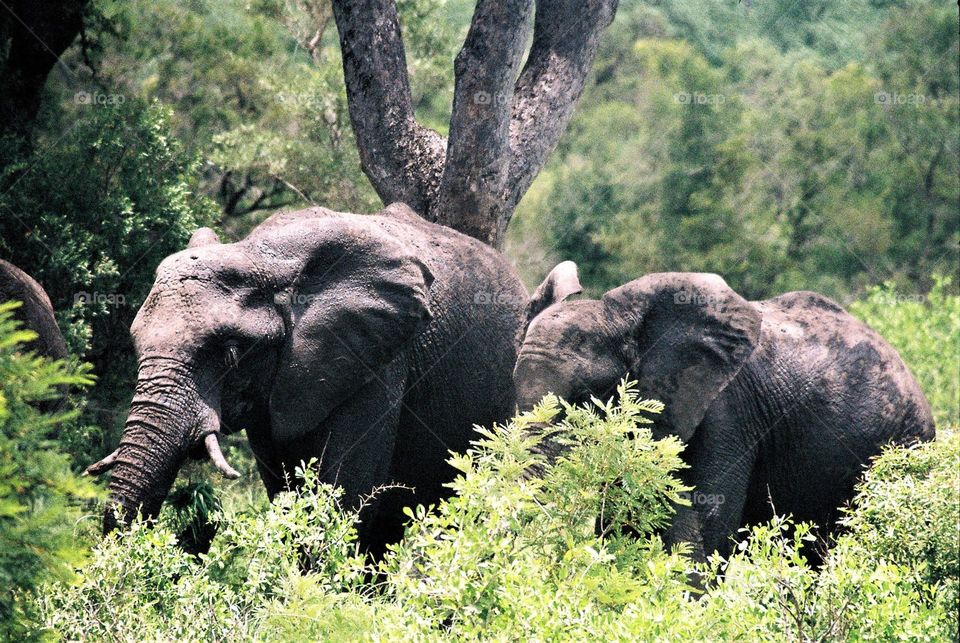 Elephants moving through the bush.krugerpark South Africa. shot with 35mm Canon  film camera.