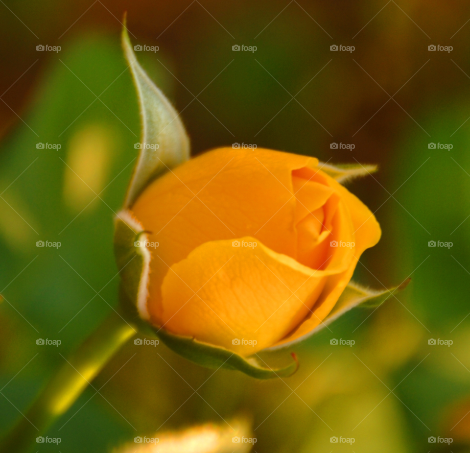 rose yellow rose grandiflora floribunda by lightanddrawing