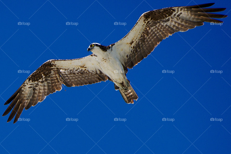 osprey