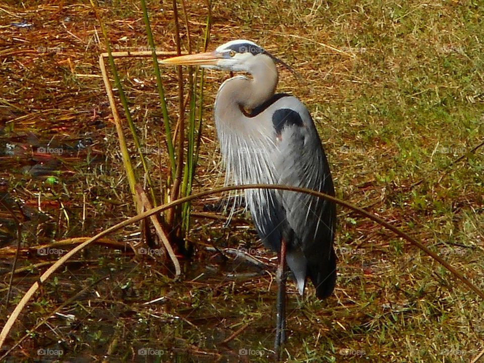 A heron stands still and looks out over the water at Lake Lily Park in Maitland, Florida.