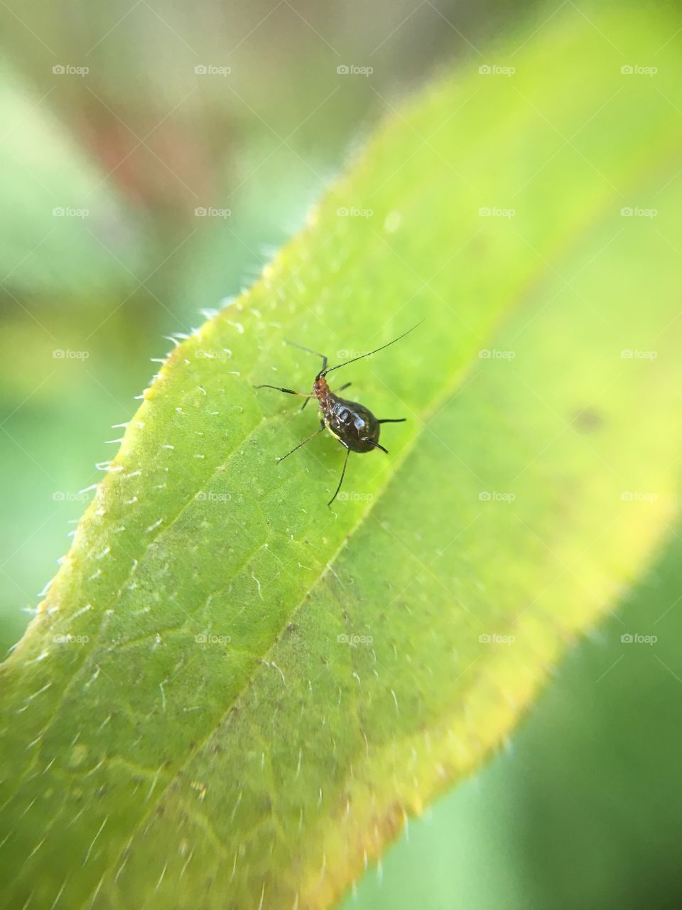 Tiny weird insect on leaf
