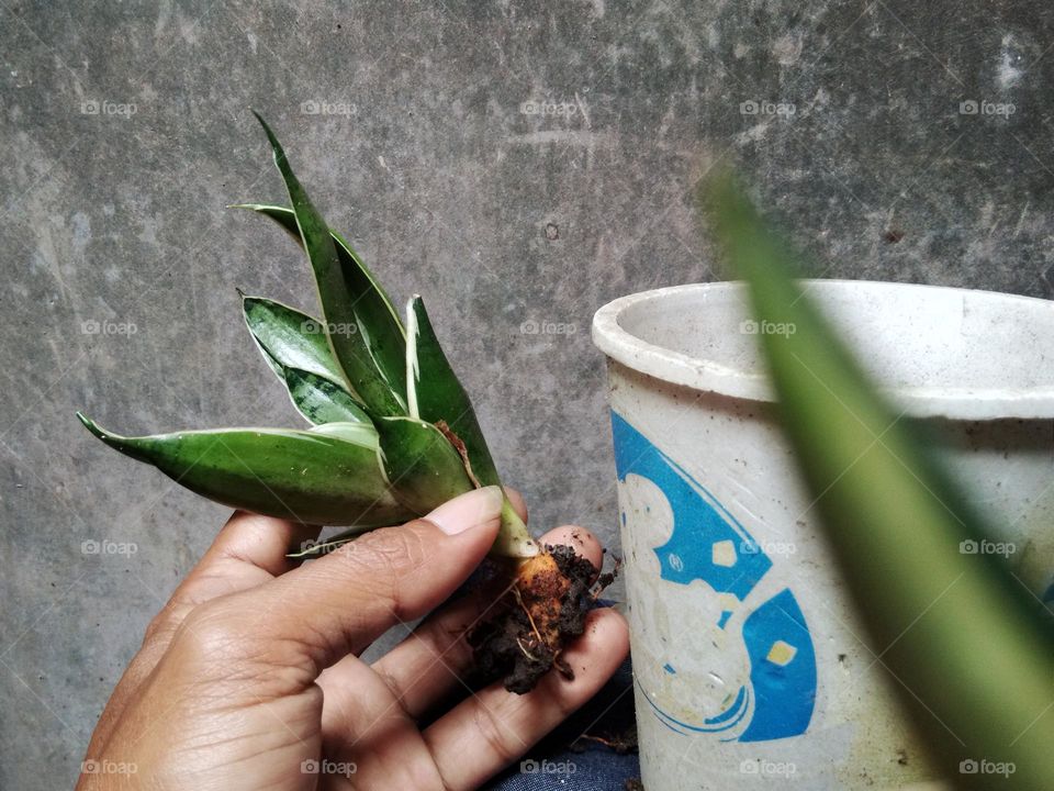 a hand about plant an indoor tropical house plant into white pot