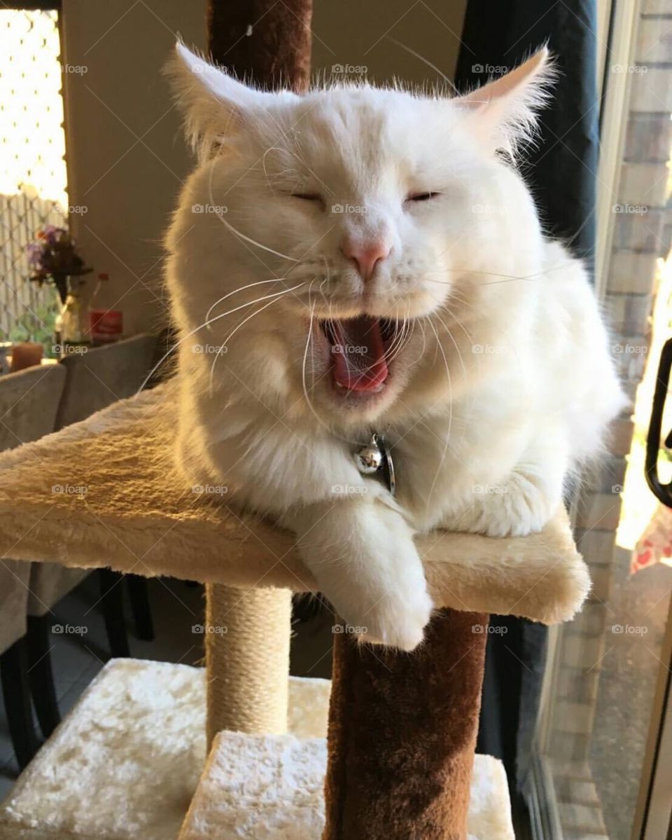 The joy of white cat after nap