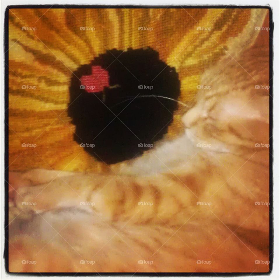 Finnegan's Flower. My sleepy Finnegan dreaming about running in a field of sunflowers.