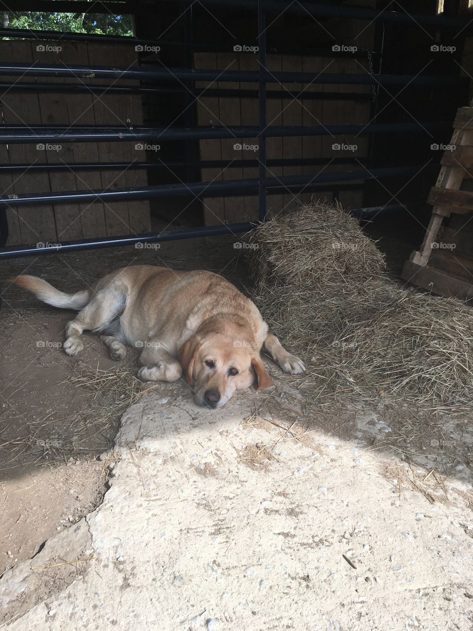 Farm Dog