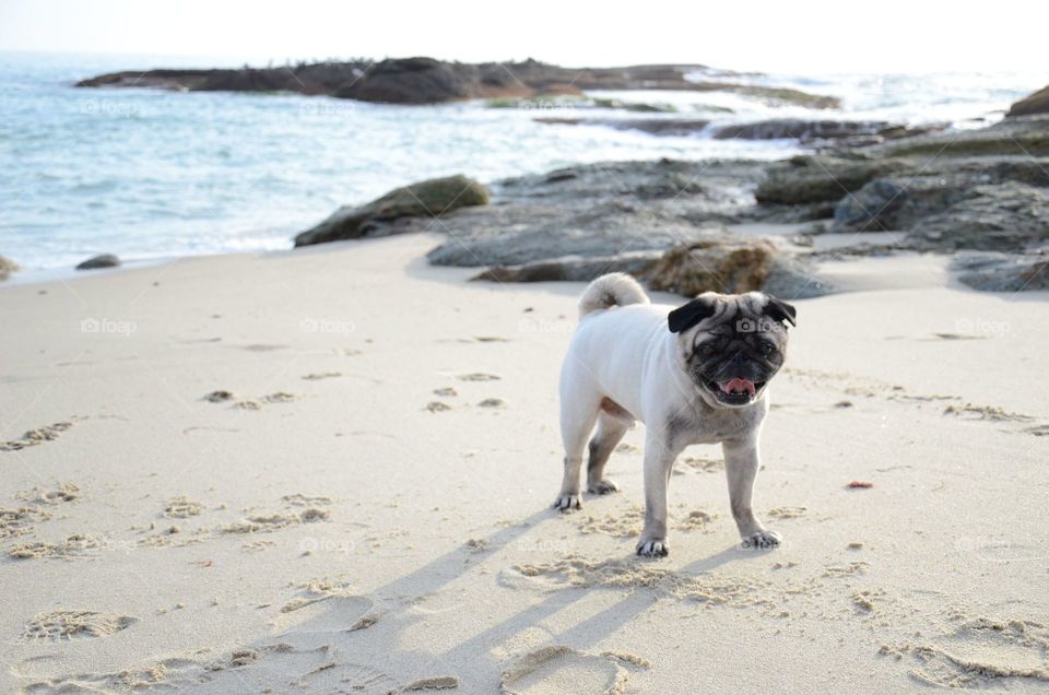 Pug at the beach