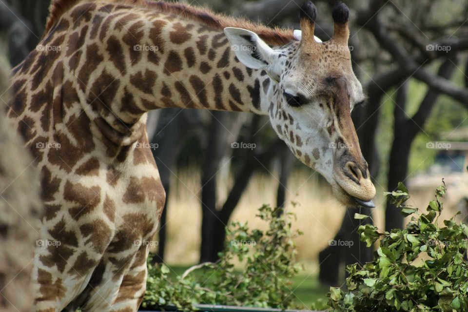 giraffe grazing