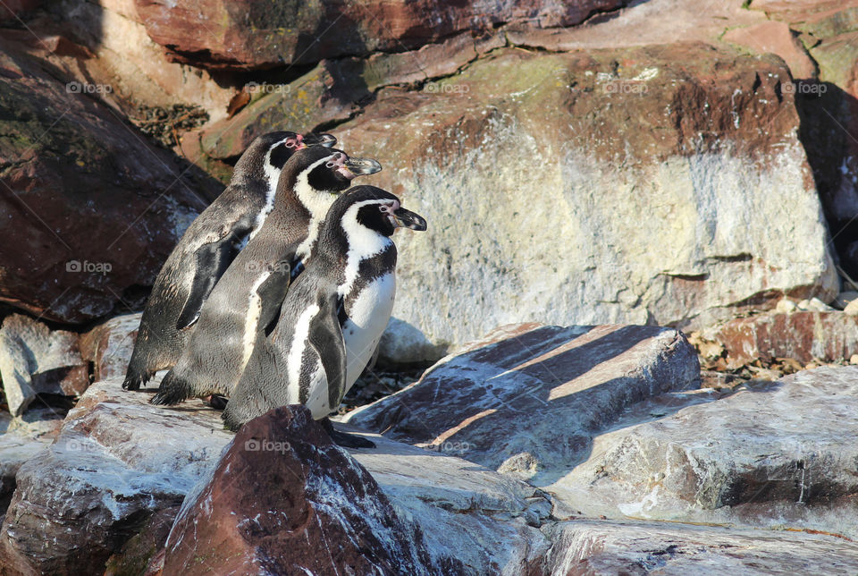 three Humboldt penguins sitting side by side