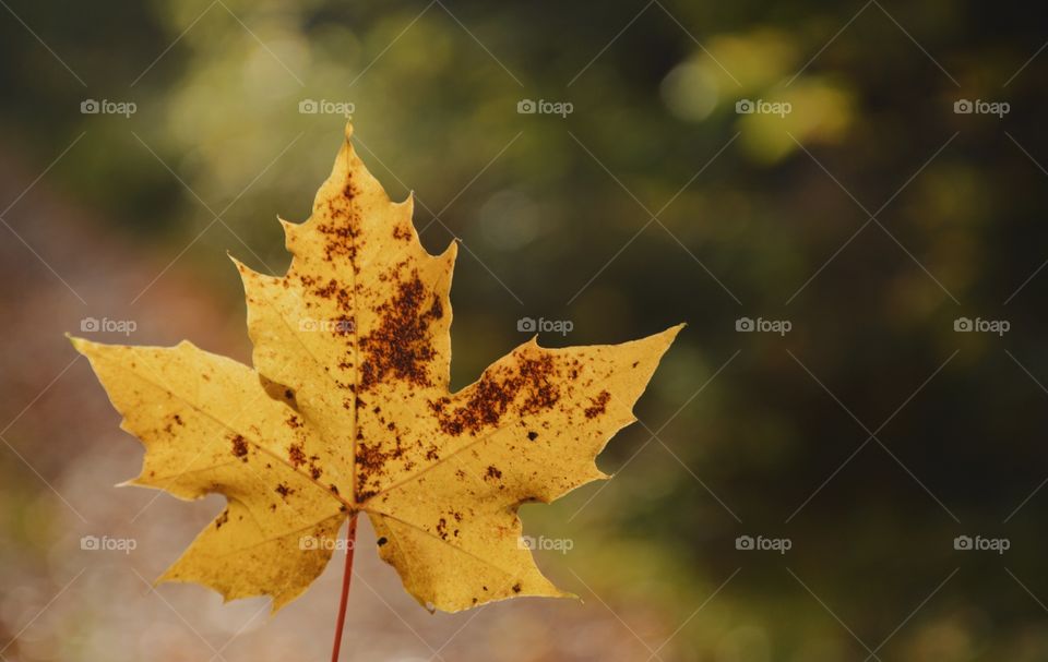 Close-up of autumn leaf