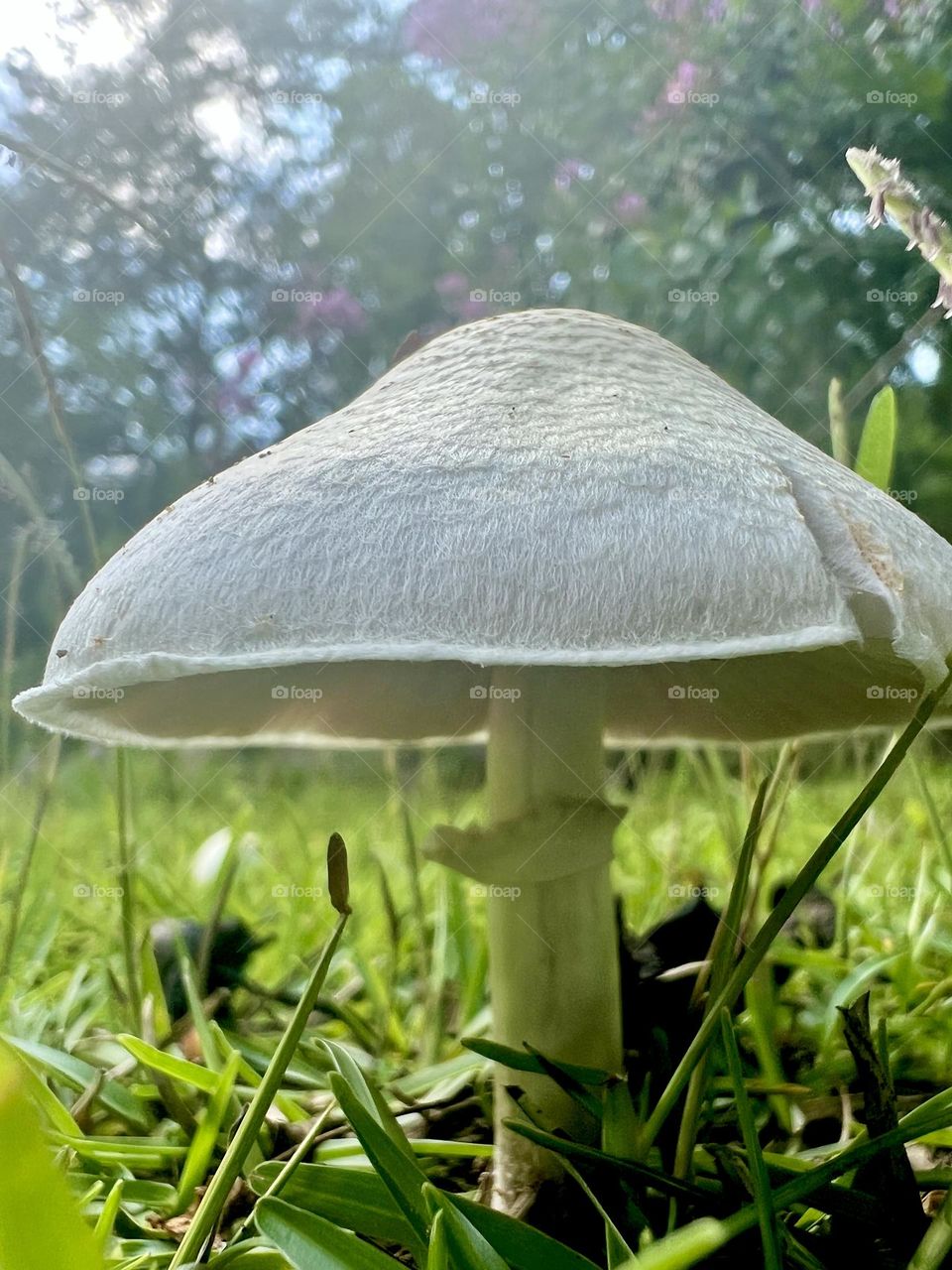 Low angle closeup of white lawn mushroom, with green grass and pink crape myrtle blooms in background 