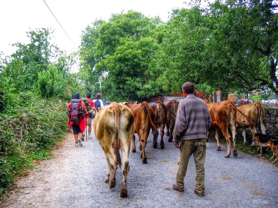 Hikers and cows walking together