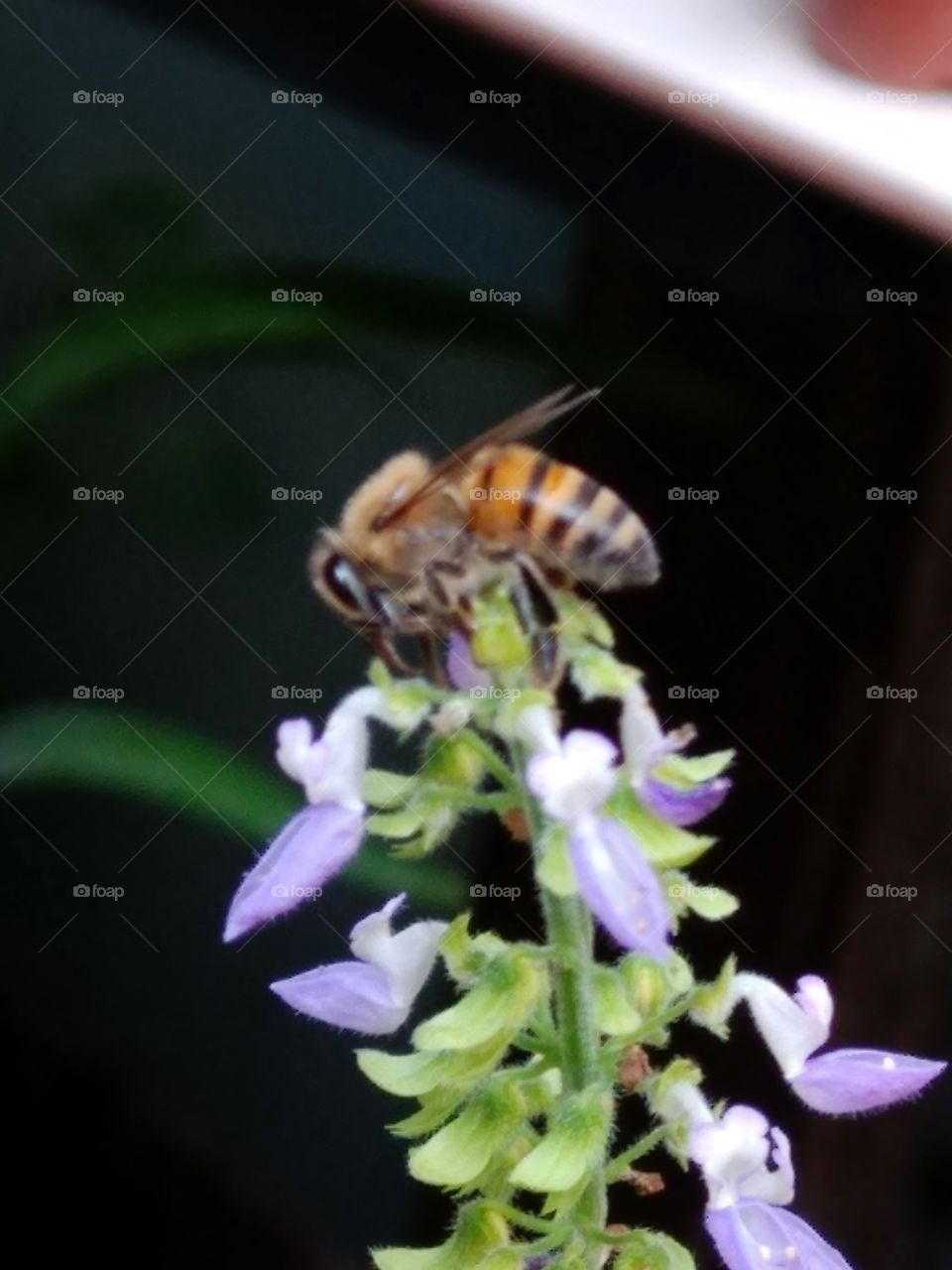 perfeição polinização