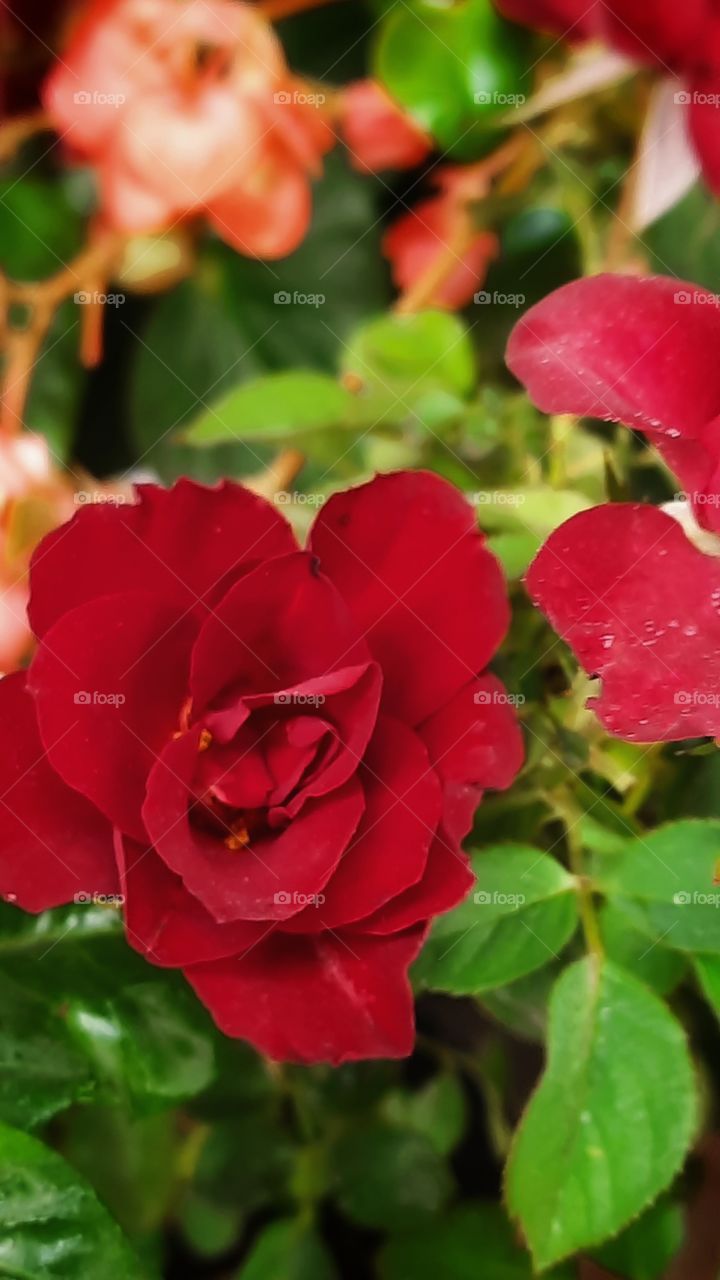 Red flower,plant,colorful,blossom,blooming,floral,nature,petal,garden,gardening,red,flower