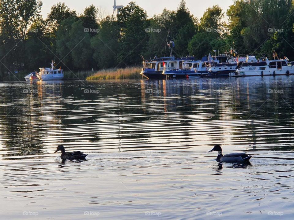 Wildlife op het meer, twee eenden, mannetje achter en het vrouwtje voorop. Boten liggen aan de oever vast  gemeerd op de achtergrond.