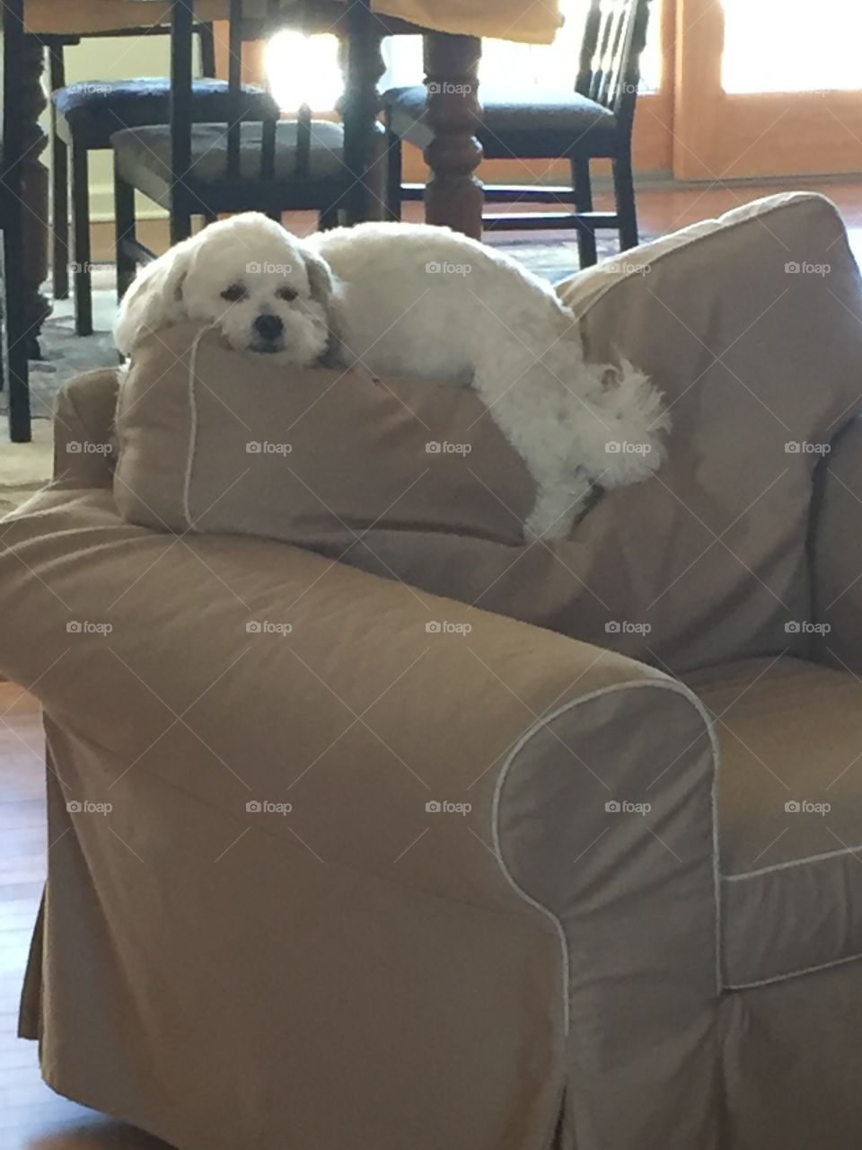 Lounging on the chair