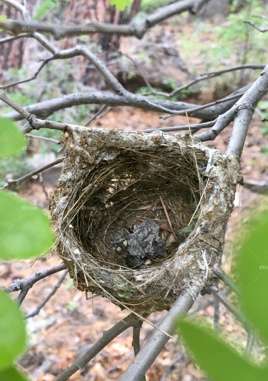 A woven bird’s nest is clutched by branches carefully selected by a parental bird. 