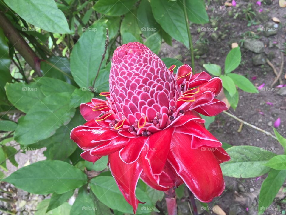 Beautiful exotic flower 
