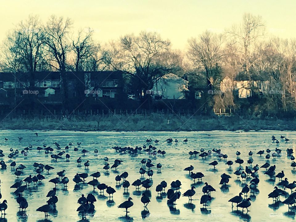 Winter pond 