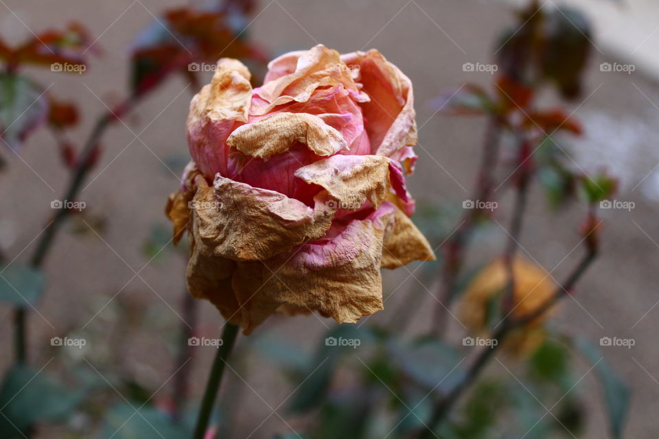 Pink dry rose in winter