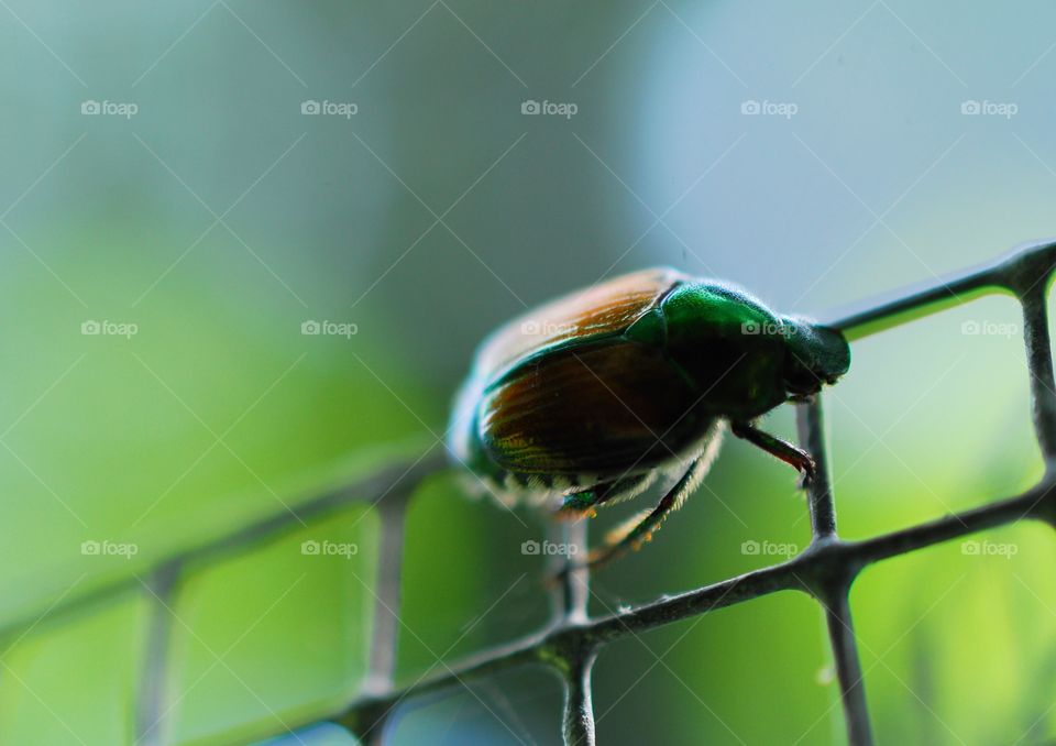 Garden Beetle 