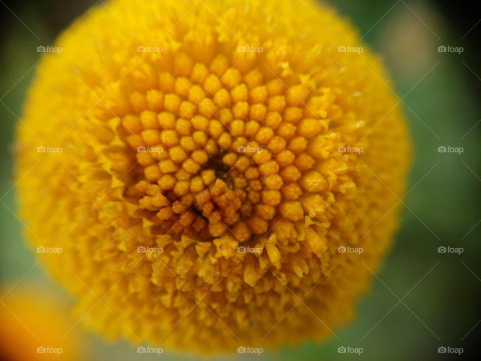 Extreme close-up of yellow flower