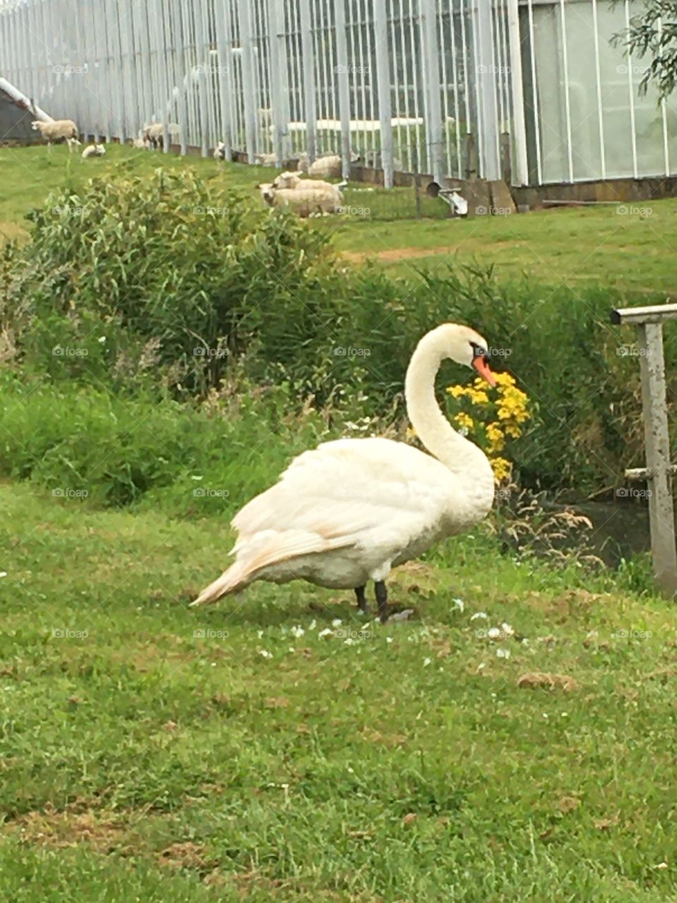 Swan on the field the Netherlands 