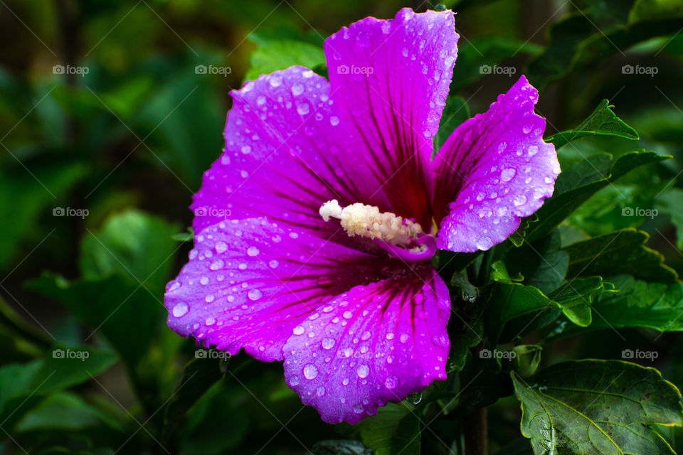 Close-up of flower with water drop