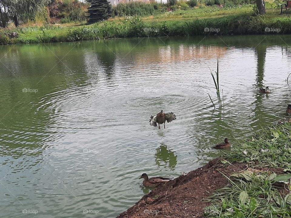 flying duck in The pond