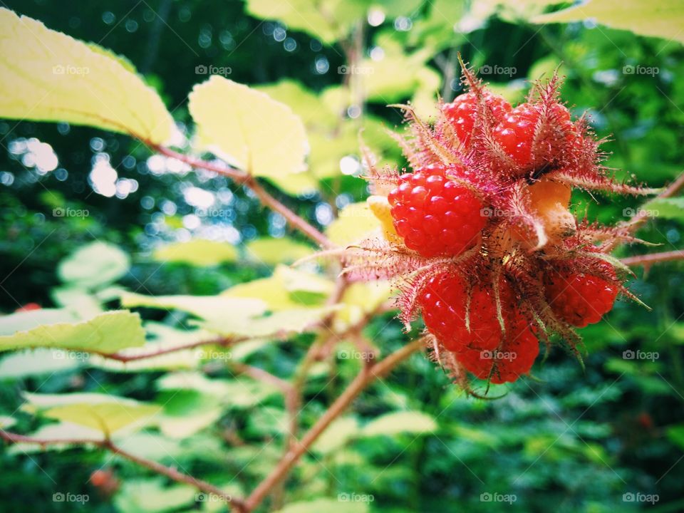 Raspberries. Grow