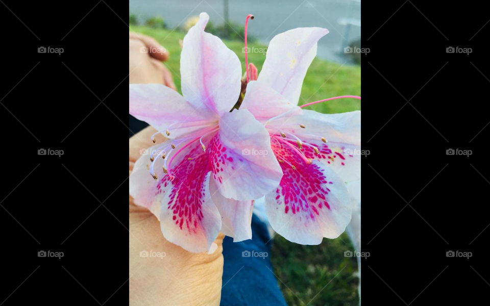 hermosas orquídeas las flores son el alma de la naturaleza.