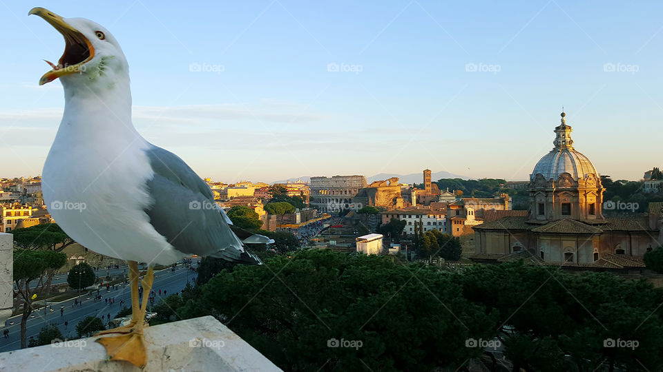 A seagull cries before the Colosseo in Rome, Italy
