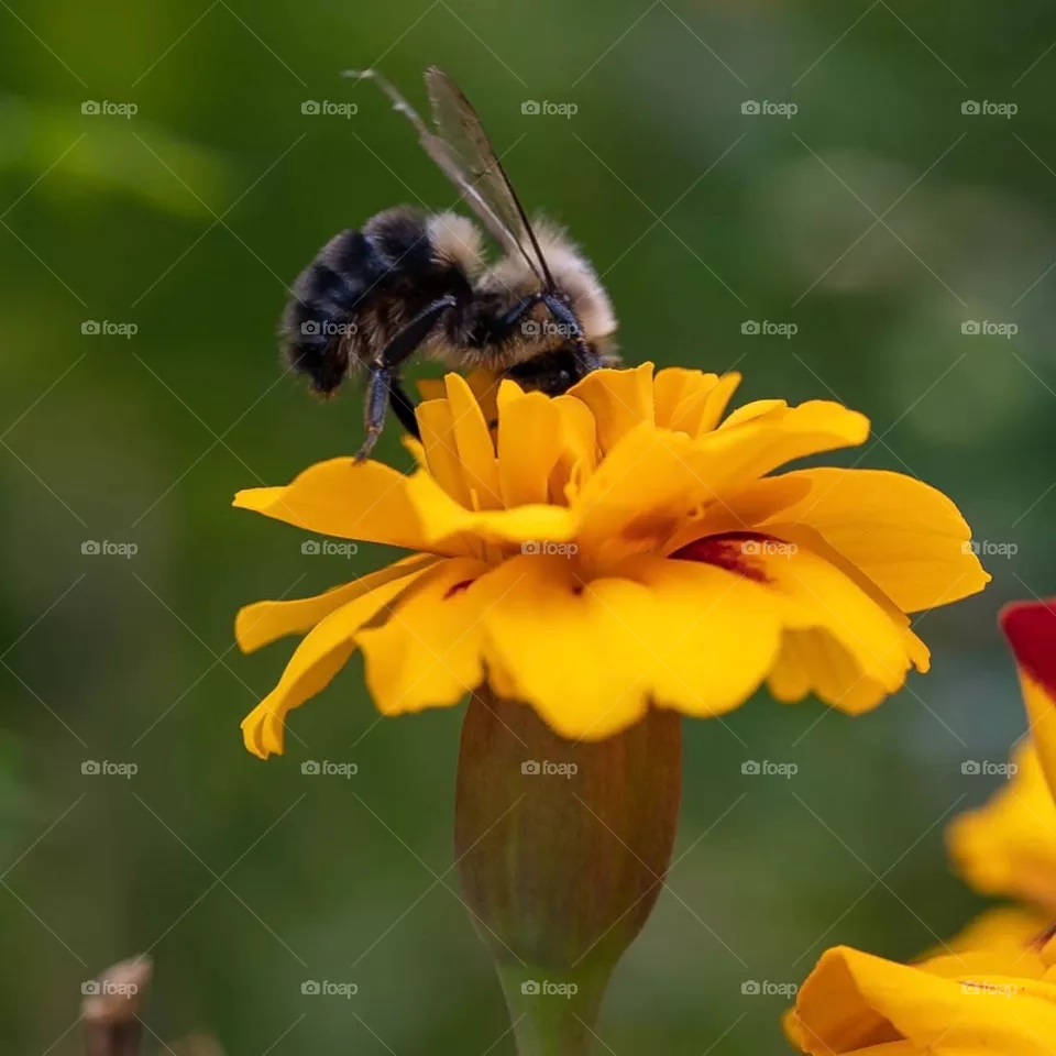 Bee on yellow flower