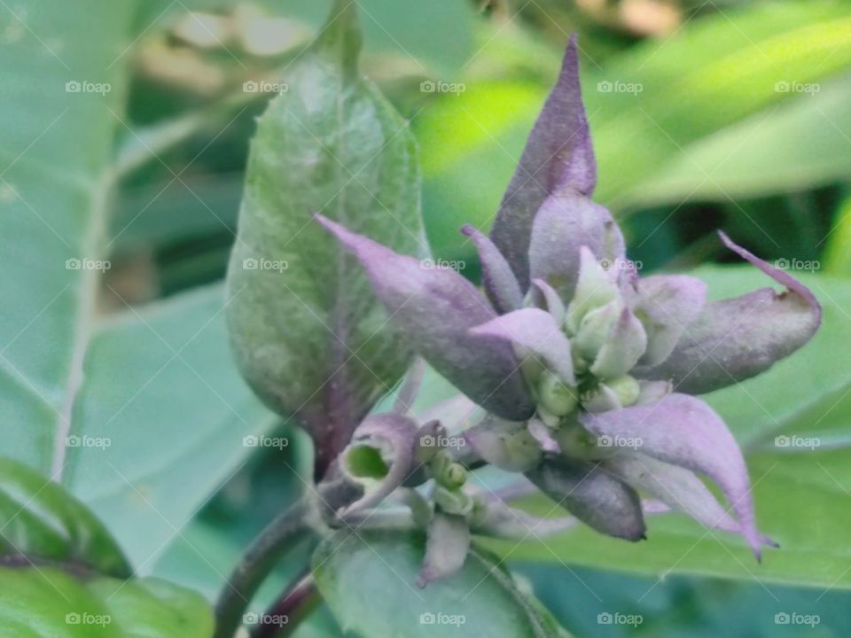 leaf almost like a flower