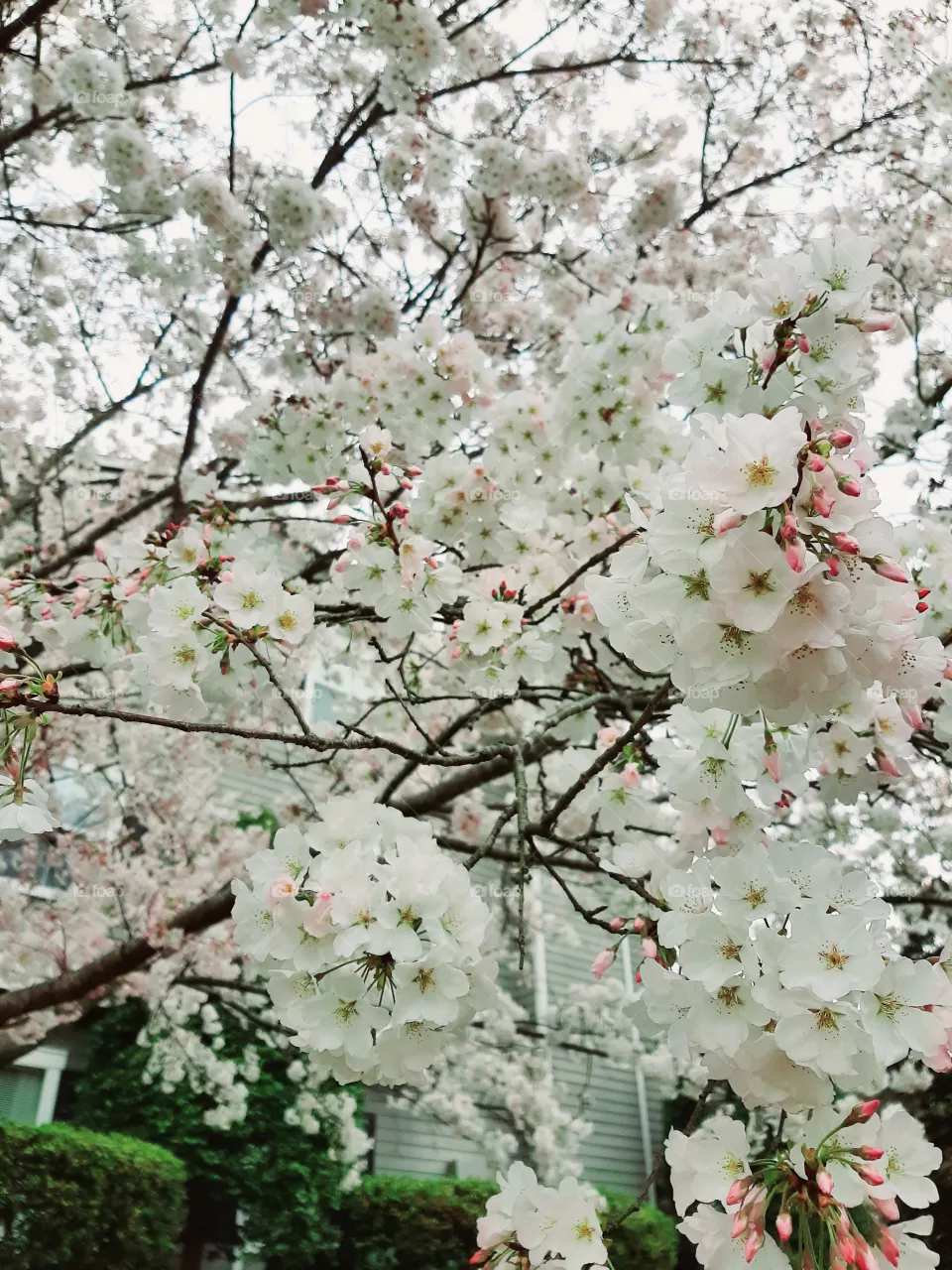 blossoms
