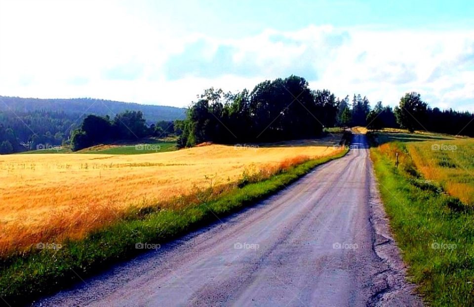 Country road leading towards forest