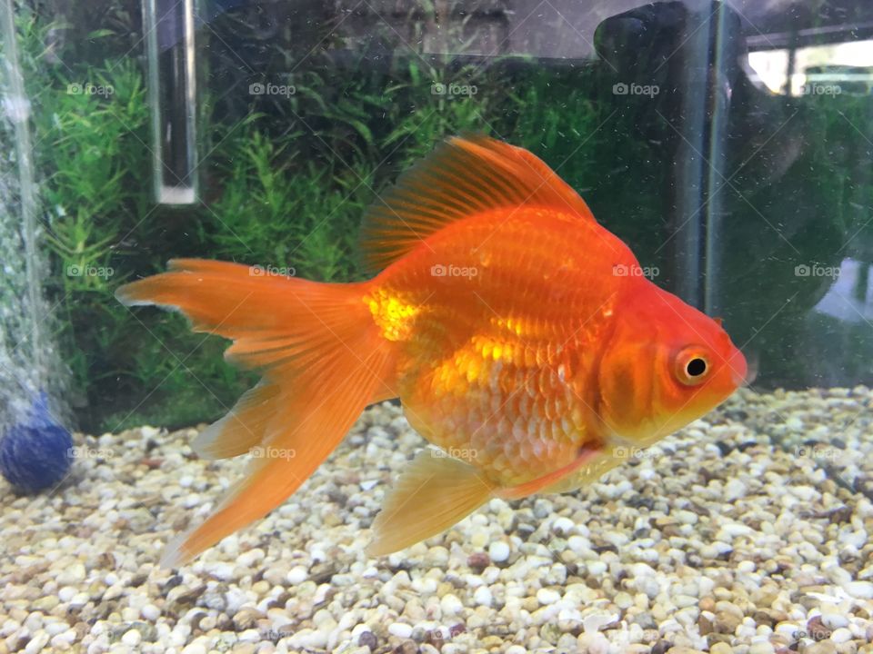 Gold fish 