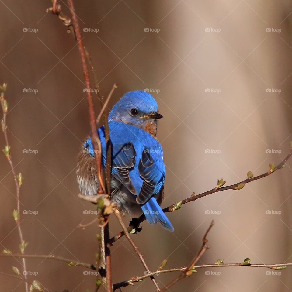 bluebird