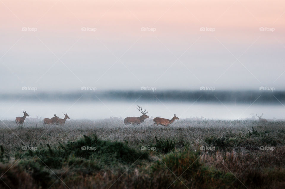 Herd of red deers running on the foggy field. Stag lures female buck. Wildlife in Belarus