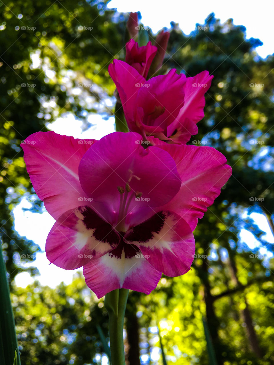 Closeup of a pink, white, and crimson iris in North Carolina. 