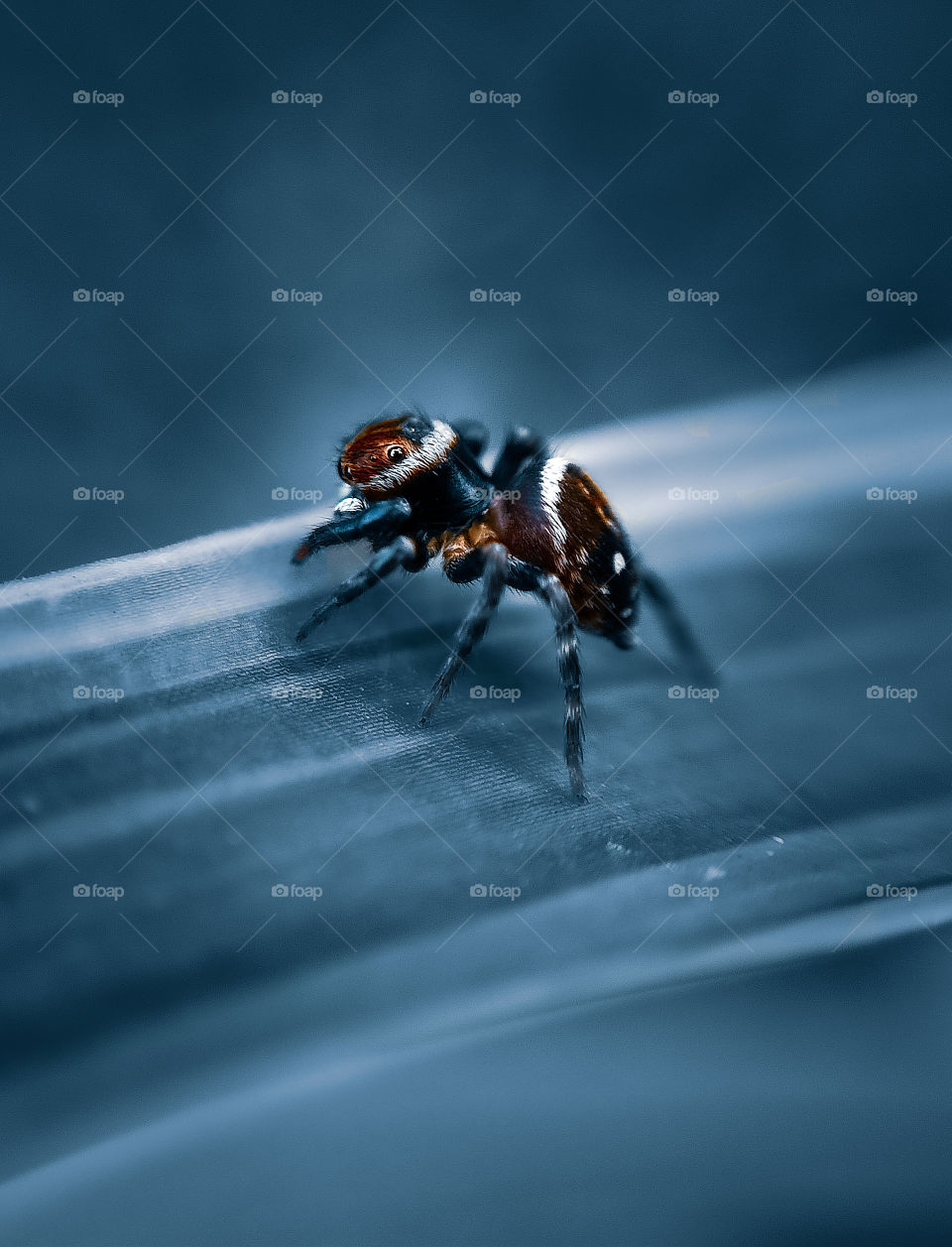 Shy Spider- This picture has been captured using a Macro lens on a device Realme 6i.
exif-
f/1.8   ISO202   1/100sec.
Location- Mumbai.