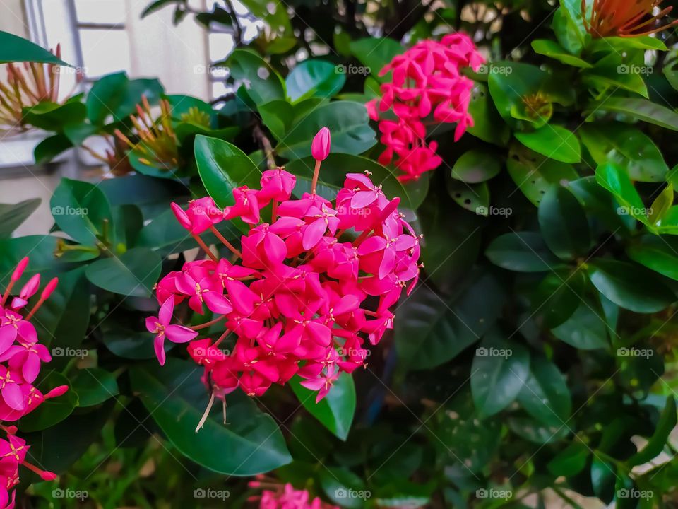 Red Ashoka flowers bloom on the outskirts of the city of Jakarta, Indonesia, Friday 10 December 2021.