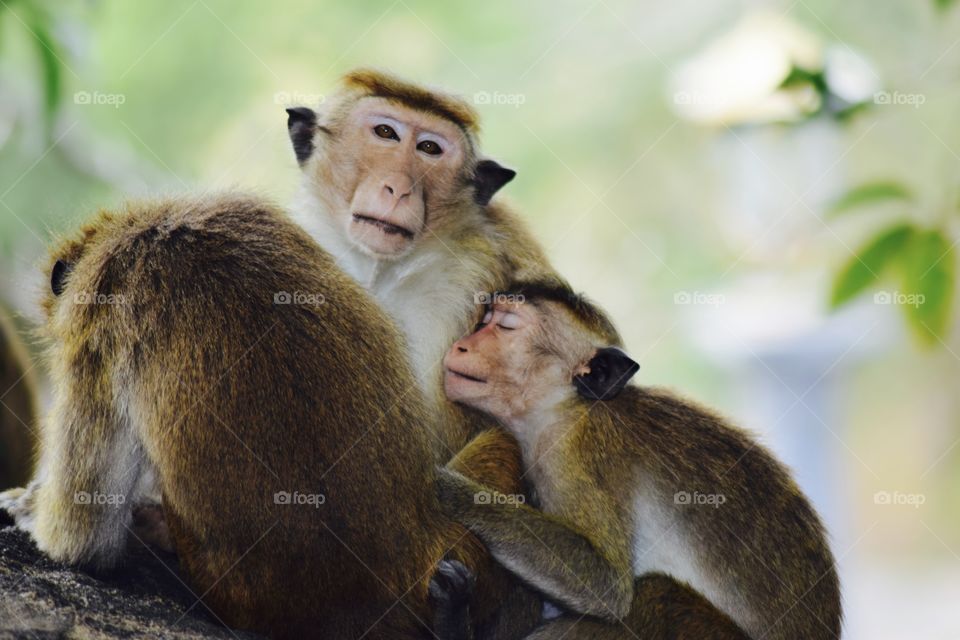 This is what monkey love is people. I am proud of this one holy cow