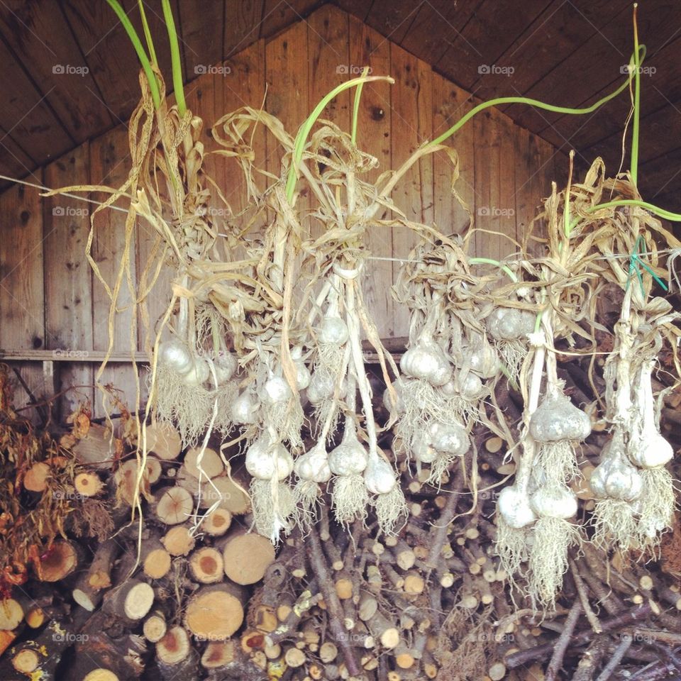 garlic house