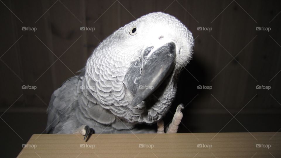 Parrot 