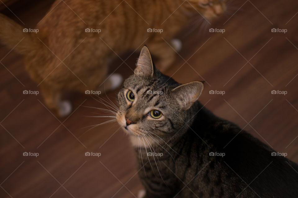 Striped tabby cat portrait from above shows what happens around feeding time. With ginger cat brother in the background.