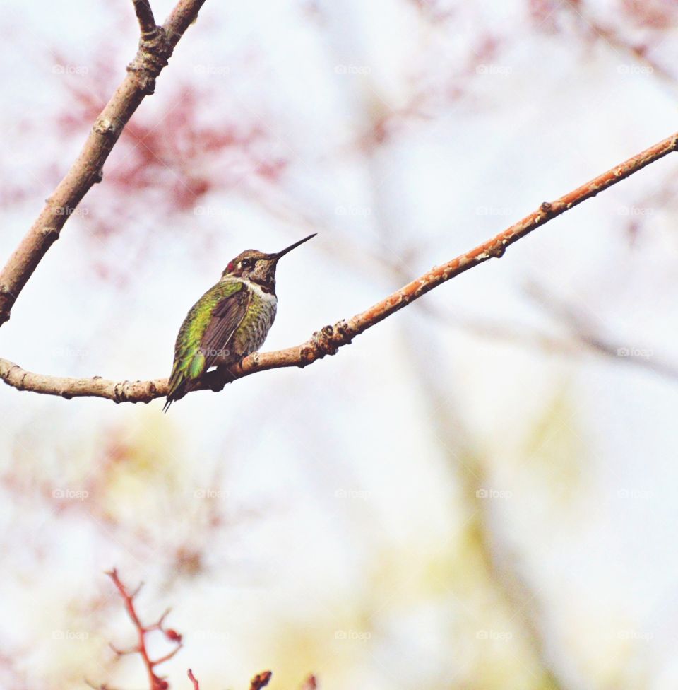 hummingbirds sitting on a tree branch