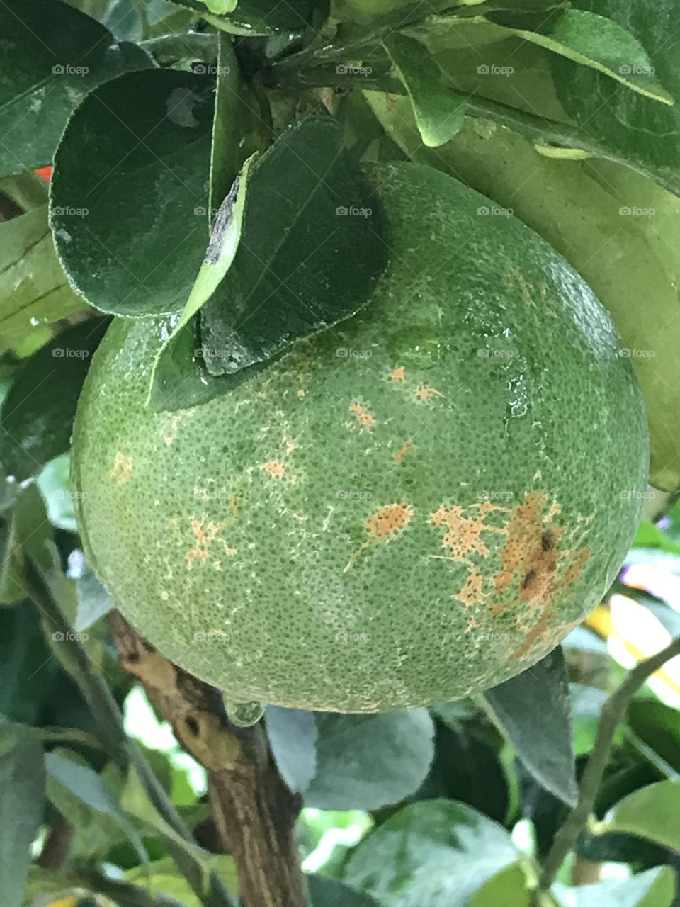 Damaged citrus fruit on the tree 