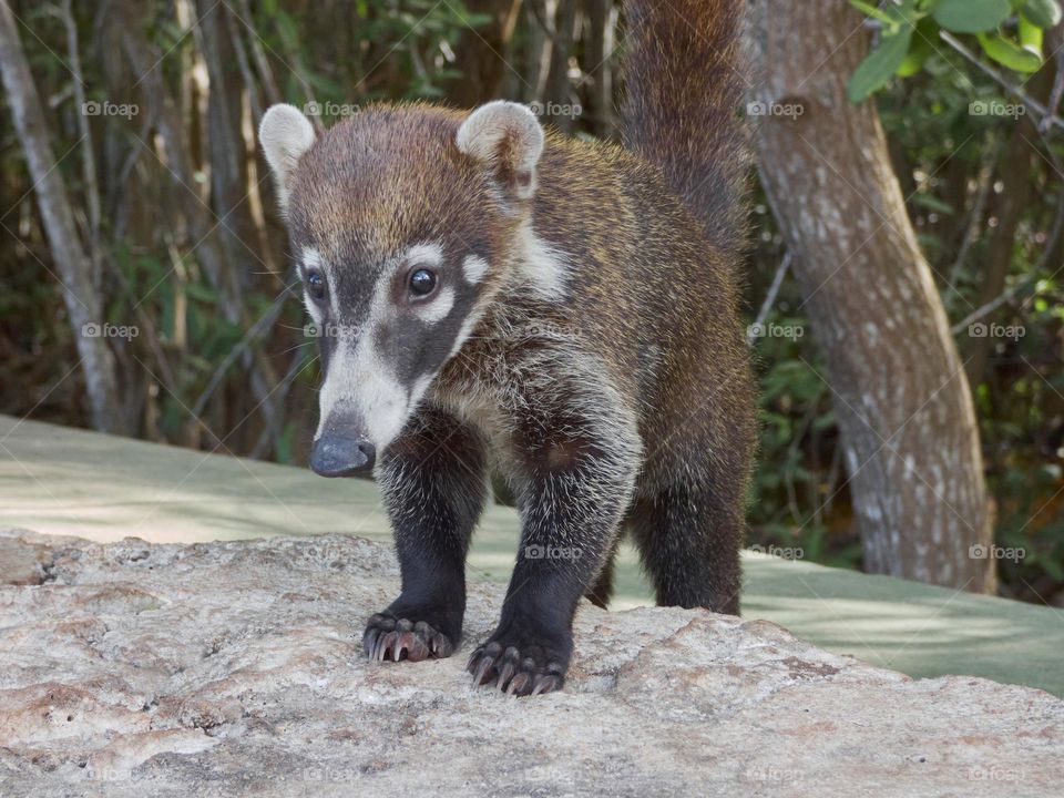 young coati in freedom captured from close up where we appreciate all its tenderness and splendor